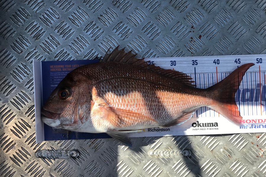 Eugene Woolley caught this 44.0cm Snapper at Kawakawa Bay during The Export NZ Fishing Competition