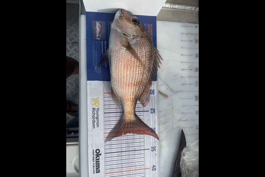 Serena Jenkins caught this 30.0cm Snapper at Whangamata during The Export NZ Fishing Competition