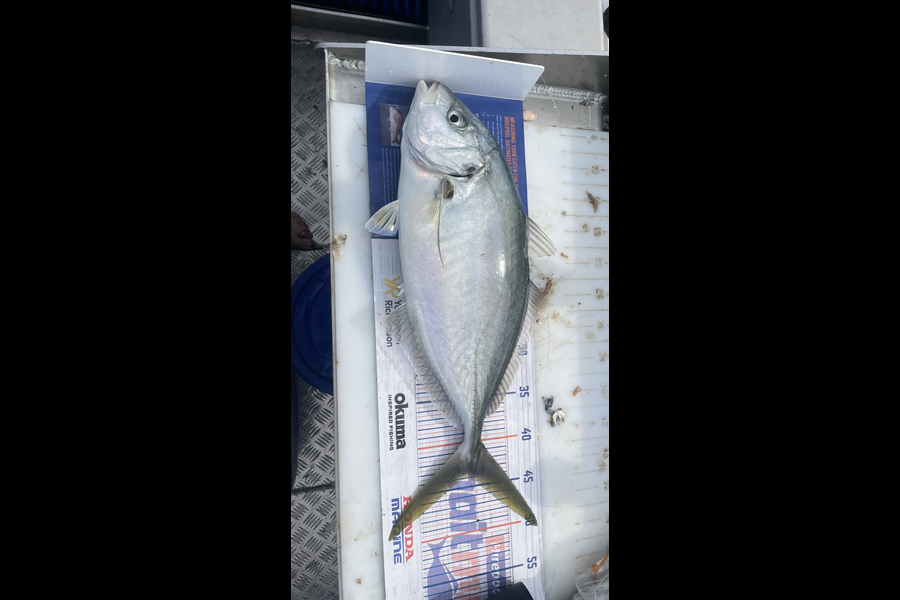 Serena Jenkins caught this 43.5cm Trevally at Whangamata during The Export NZ Fishing Competition