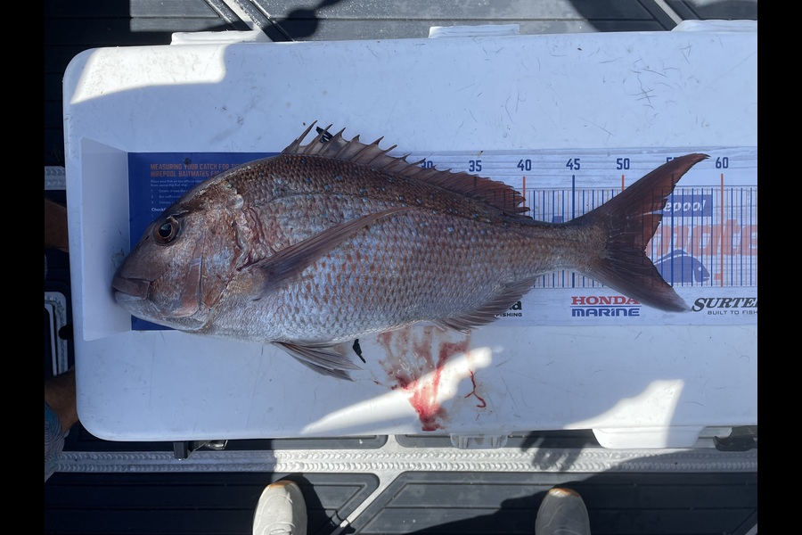 Isabell Zitzelsberger caught this 52.0cm Snapper at Mayor Island during The Export NZ Fishing Competition