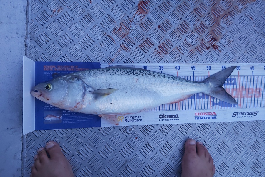 Laurence Papuni caught this 53.5cm Kahawai at Opotiki during The Export NZ Fishing Competition