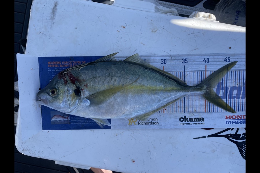 Sascha Haag caught this 41.0cm Trevally at mayor during The Export NZ Fishing Competition