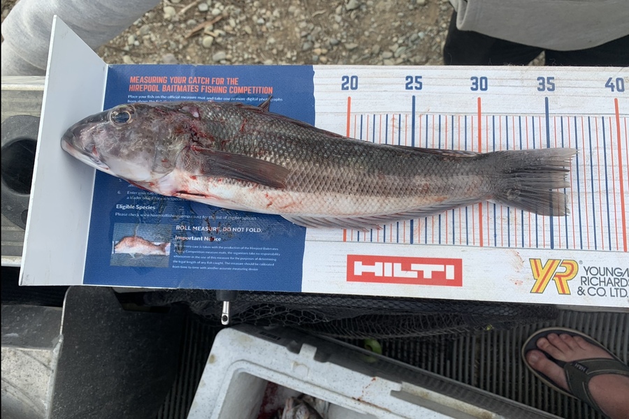 Christopher  Reynolds  caught this 36.0cm Blue Cod at Milford sound during The Export NZ Fishing Competition