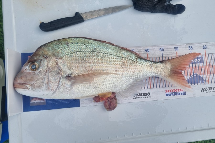 Tim Spiller caught this 51cm Snapper at Otaki during The Export NZ Fishing Competition