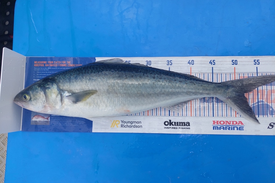 Barry  Howard caught this 52.0cm Kahawai at Hauraki Gulf during The Export NZ Fishing Competition
