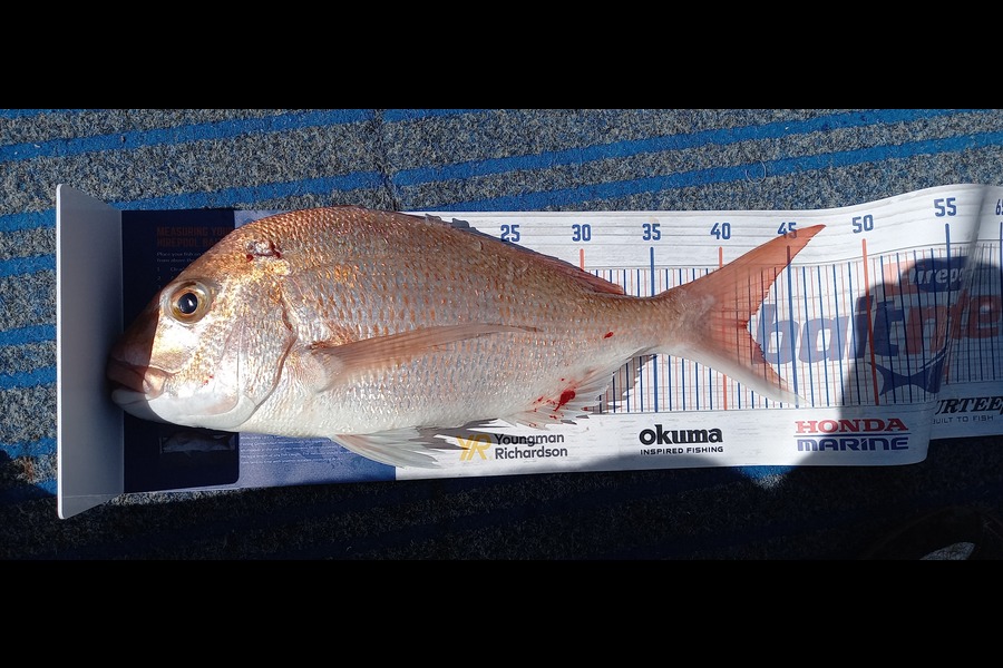 Ian Jowsey caught this 41.5cm Snapper at Raking island during The Export NZ Fishing Competition