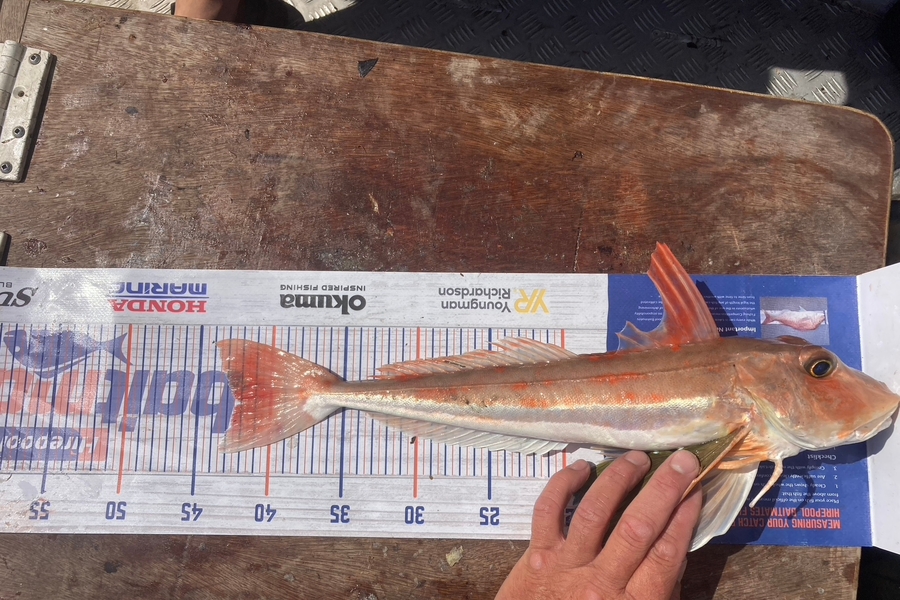 Louise Farley caught this 41.5cm Gurnard at Muriwai during The Export NZ Fishing Competition
