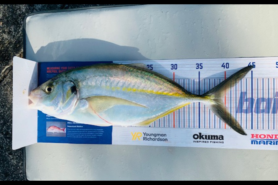Douglas Jewson caught this 39.0cm Trevally at Near Noisies  during The Export NZ Fishing Competition
