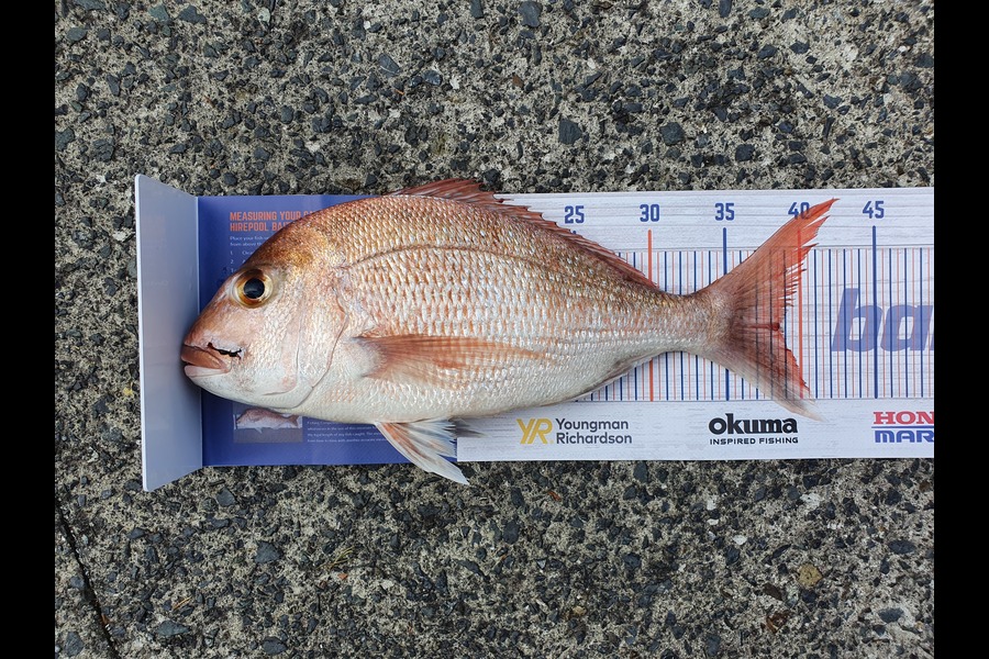 Misha Zdravkovic caught this 38.5cm Snapper at Waiheke during The Export NZ Fishing Competition