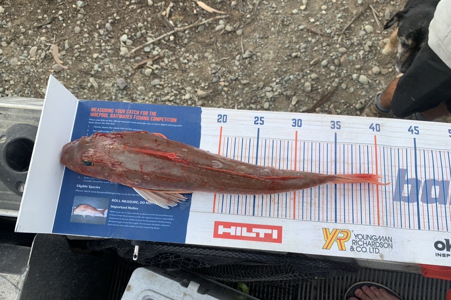 Christopher  Reynolds  caught this 39.0cm Gurnard at Milford sound during The Export NZ Fishing Competition