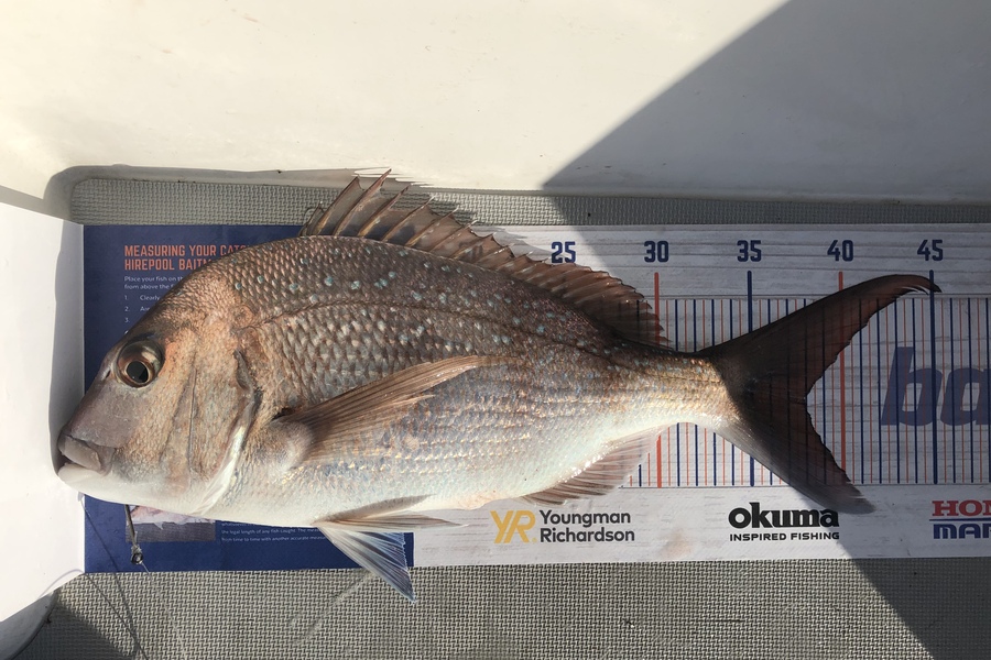 David Adams caught this 37.5cm Snapper at Kawau during The Export NZ Fishing Competition