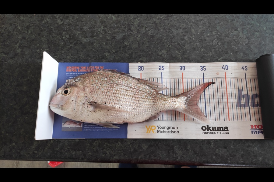 Nathan Bezzant caught this 33.0cm Snapper at Raumati beach  during The Export NZ Fishing Competition