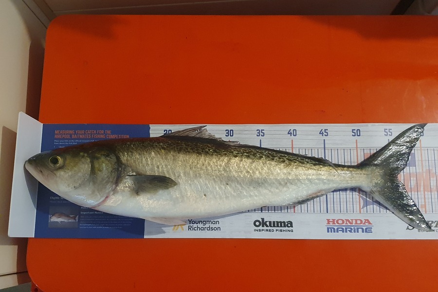 Yolande Jeffares caught this 56.0cm Kahawai at Tasman Bay during The Export NZ Fishing Competition