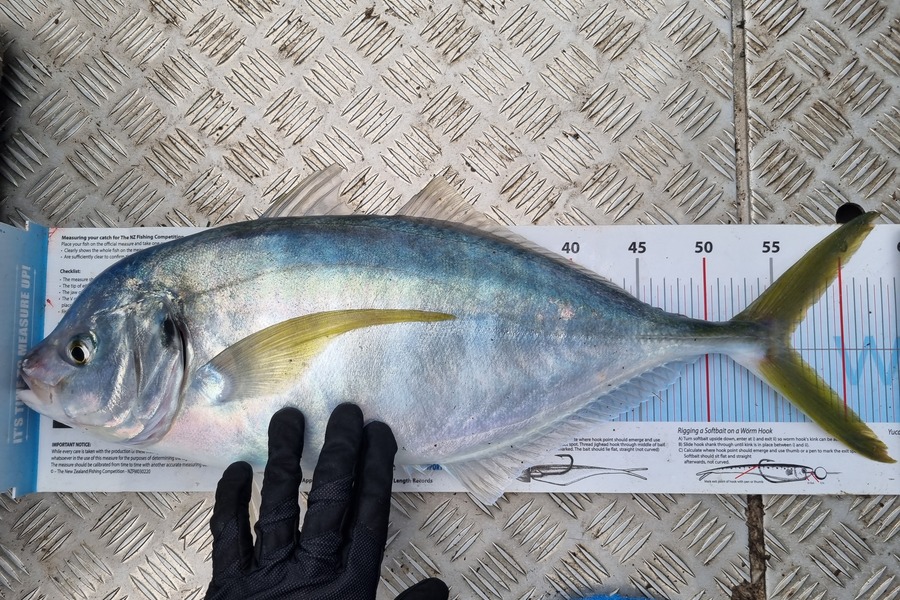 Aaron Oliver caught this 56.0cm Trevally at Durville Island  during The Export NZ Fishing Competition