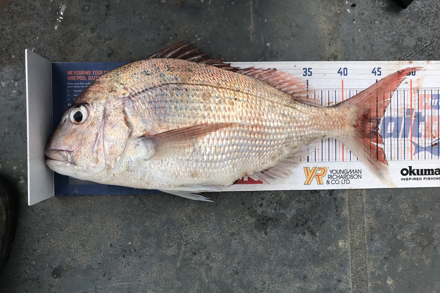 Joseph Peeti caught this 45.0cm Snapper at South taranaki during The Export NZ Fishing Competition