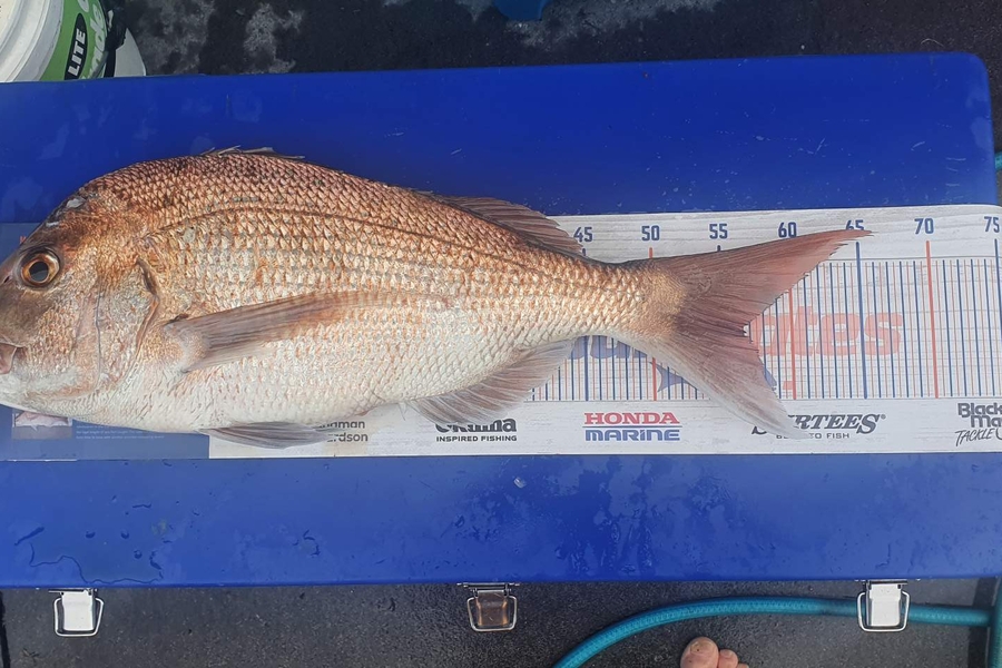 dave price caught this 56.5cm Snapper at Bay of Plenty  during The Export NZ Fishing Competition