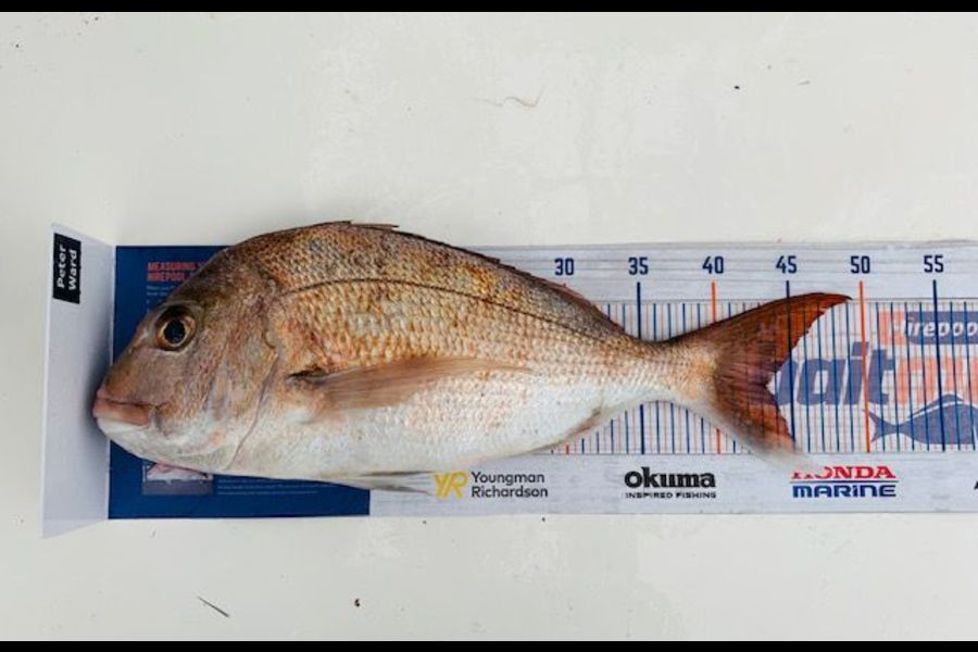 Peter Ward caught this 43.0cm Snapper at Tiritiri Matangi during The Export NZ Fishing Competition