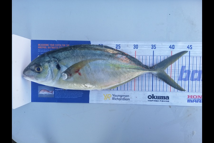 Larry Temperley caught this 38.0cm Trevally at Hen & Chicks during The Export NZ Fishing Competition