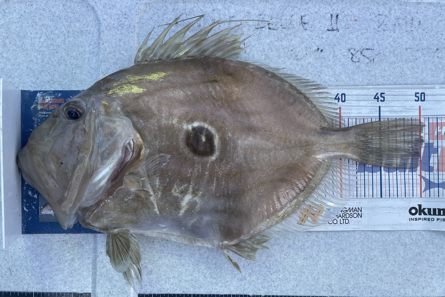 Brendan Lochead caught this 50.0cm John Dory at Rakino Channel during The Export NZ Fishing Competition