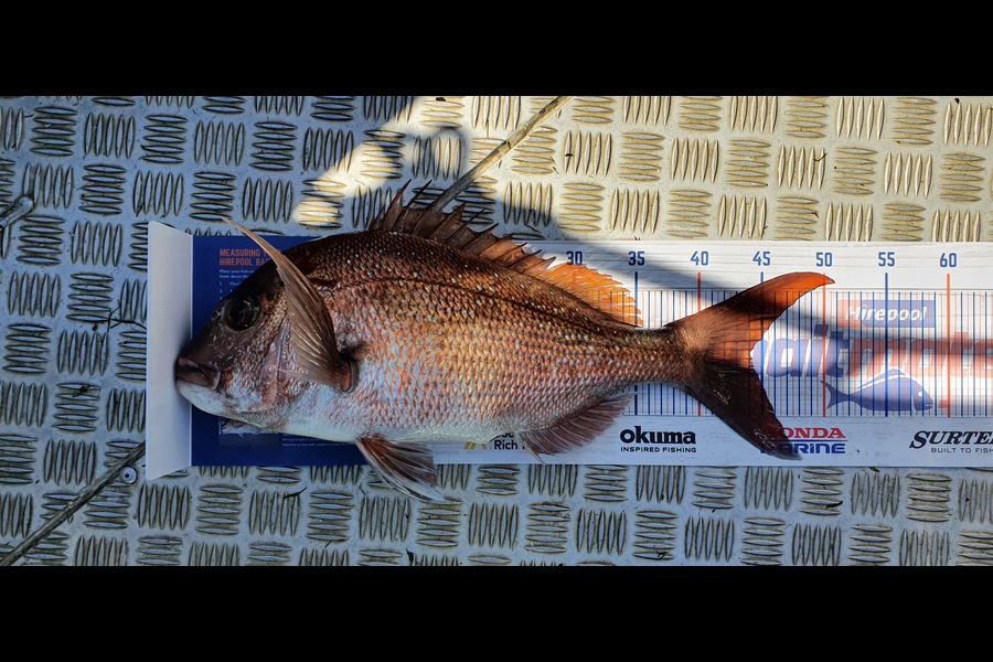 Kevin Johnson caught this 44.0cm Snapper at KeriKeri during The Export NZ Fishing Competition