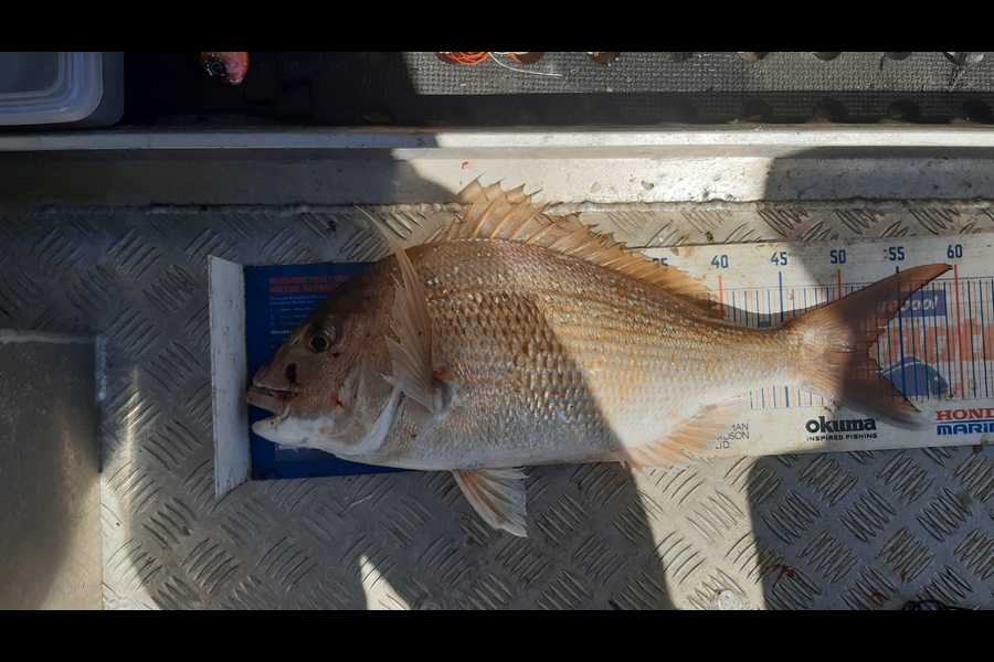 Clinton Emtage caught this 52.0cm Snapper at kaipara harbour during The Export NZ Fishing Competition