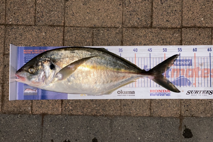 renee murray caught this 48.5cm Trevally at Whangarei Harbour  during The Export NZ Fishing Competition