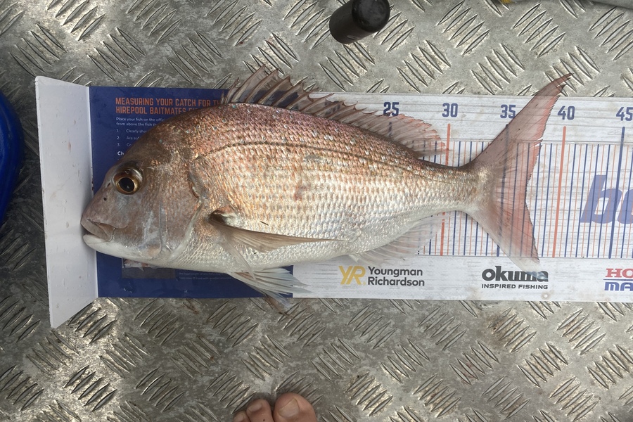 Josiah Atkinson caught this 37.0cm Snapper at Whakatane  during The Export NZ Fishing Competition