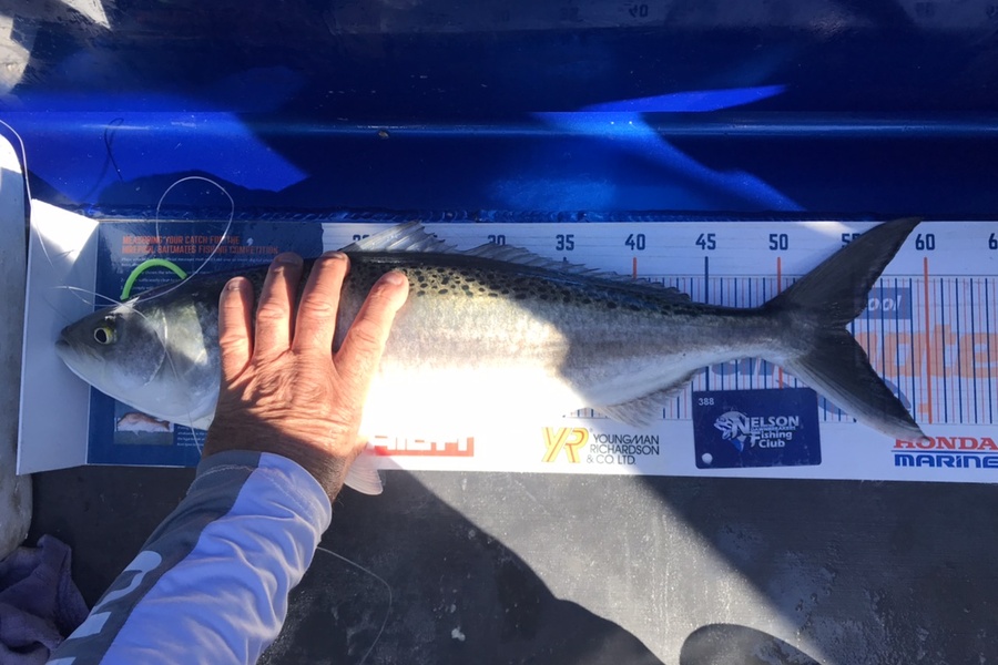 Alan Rose caught this 54.5cm Kahawai at Tasman bay nelson during The Export NZ Fishing Competition
