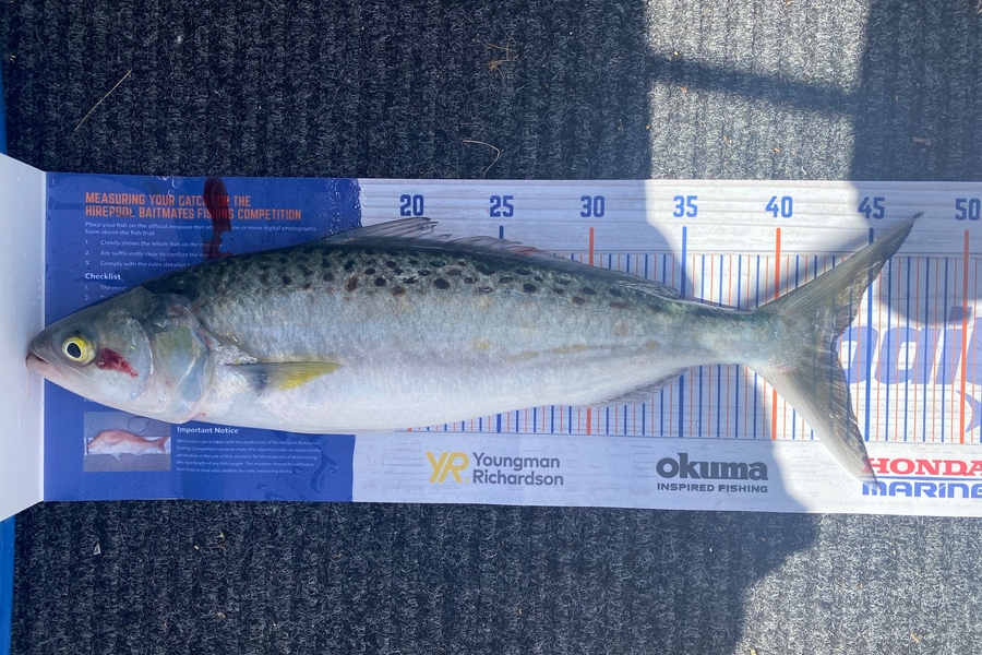 Lydia Firmin-Cavanagh caught this 43.0cm Kahawai at Manukau Harbour during The Export NZ Fishing Competition