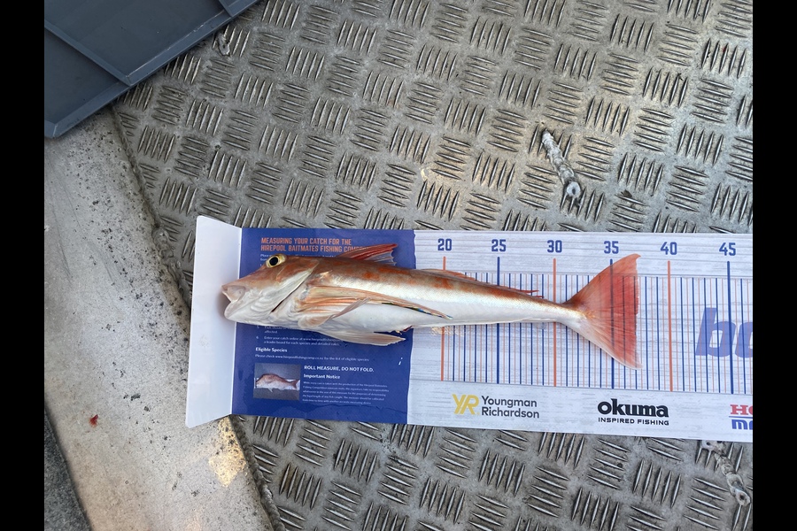 Neil John Barnes caught this 37.0cm Gurnard at New Plymouth  during The Export NZ Fishing Competition