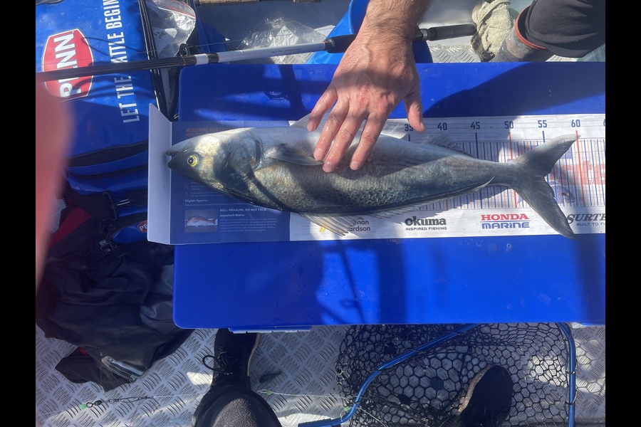 Hayden George caught this 54.5cm Kahawai at Wellington  during The Export NZ Fishing Competition