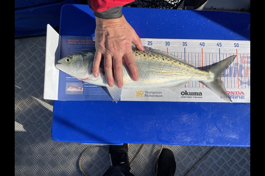 Marcel George caught this 45.0cm Kahawai at Wellington harbour during The Export NZ Fishing Competition