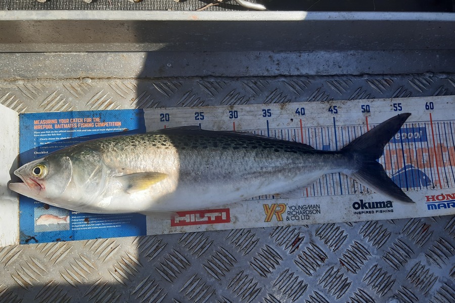 Amanda Bell caught this 50.5cm Kahawai at Kaipara  during The Export NZ Fishing Competition
