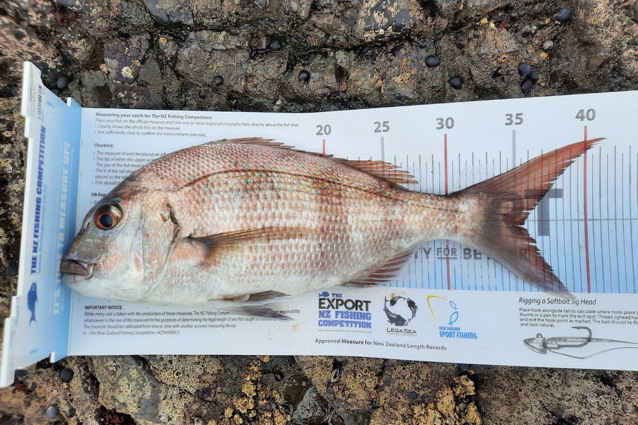 Jordan Highland caught this 35.5cm Snapper at East coast north island  during The Export NZ Fishing Competition