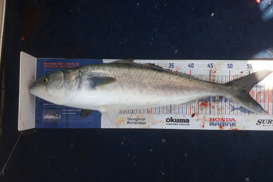 Andrew Le Fleming caught this 54.0cm Kahawai at cormandel  during The Export NZ Fishing Competition