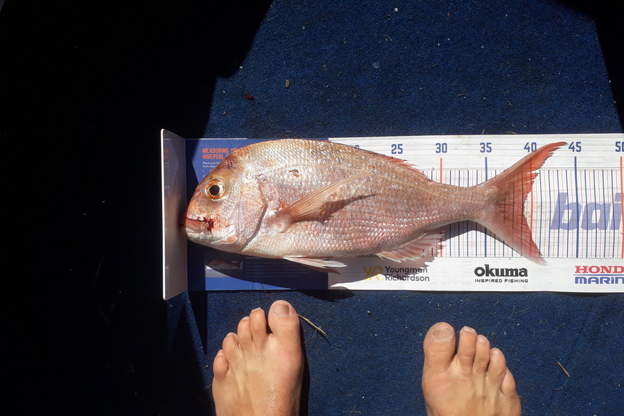 Andrew Le Fleming caught this 39.0cm Snapper at cormandel mussel farms during The Export NZ Fishing Competition