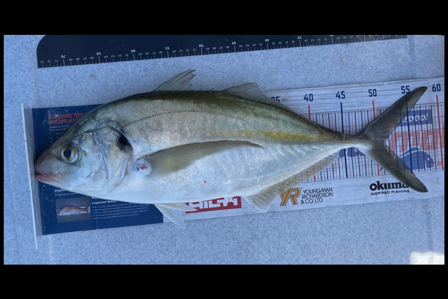 Brendan Lochead caught this 51.0cm Trevally at Rakino channel during The Export NZ Fishing Competition