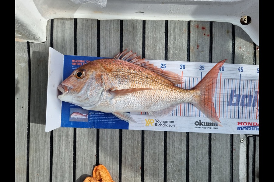 Doug Anderson  caught this 38.0cm Snapper at East of Kawua  during The Export NZ Fishing Competition