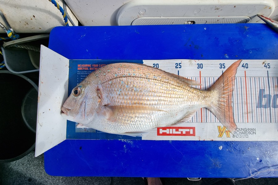Bronwyn Langham caught this 37.0cm Snapper at Golden Bay  during The Export NZ Fishing Competition