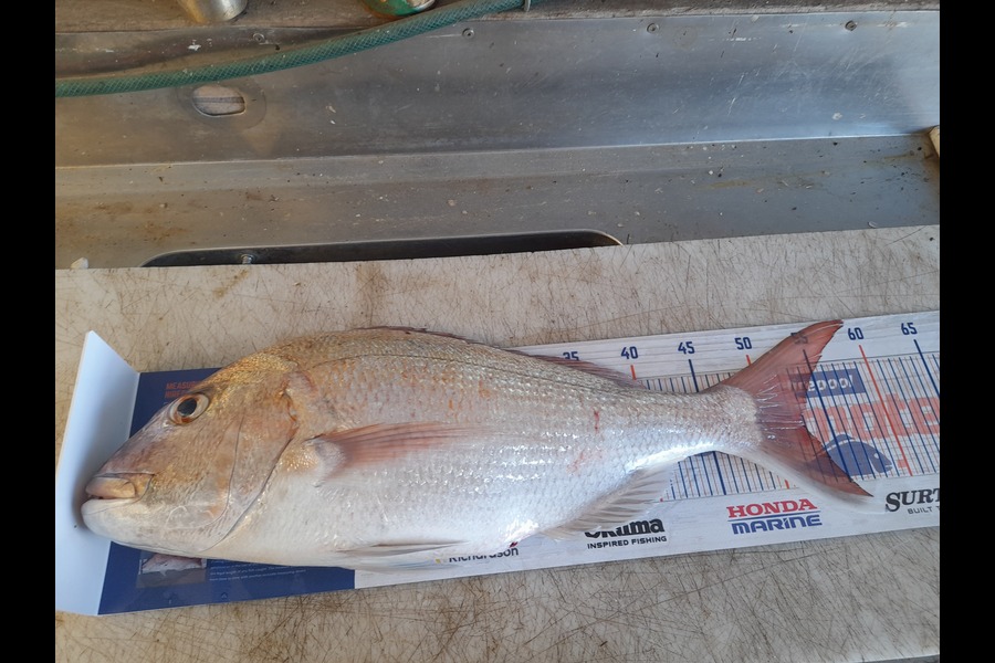 Frank Laws caught this 52.5cm Snapper at Whakatane during The Export NZ Fishing Competition