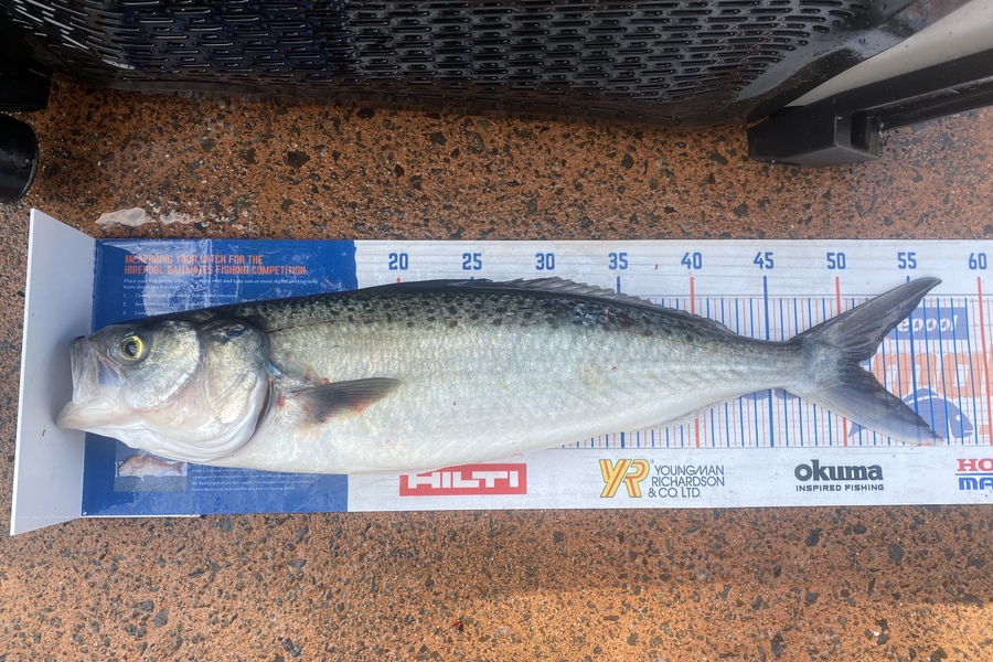 Shawn Beer caught this 51.0cm Kahawai at Pauanui during The Export NZ Fishing Competition