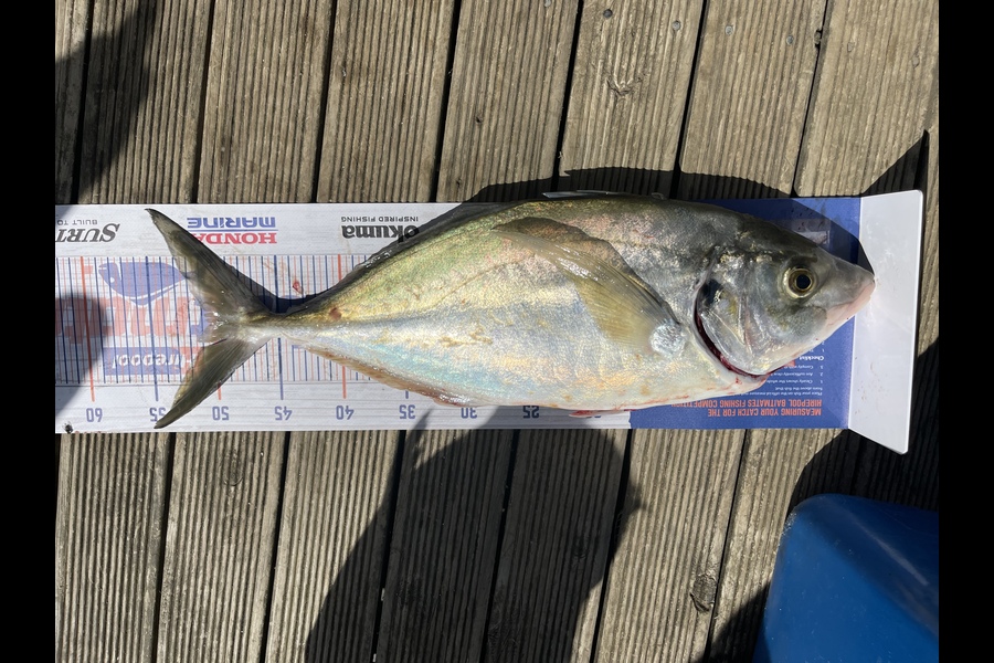 Ritchie Haagh caught this 50.0cm Trevally at Firth if thanes during The Export NZ Fishing Competition
