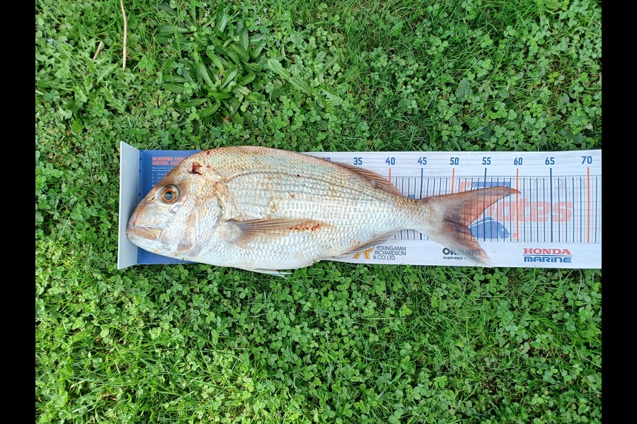 Stephen Wright caught this 52.0cm Snapper at Firth of  Thames during The Export NZ Fishing Competition
