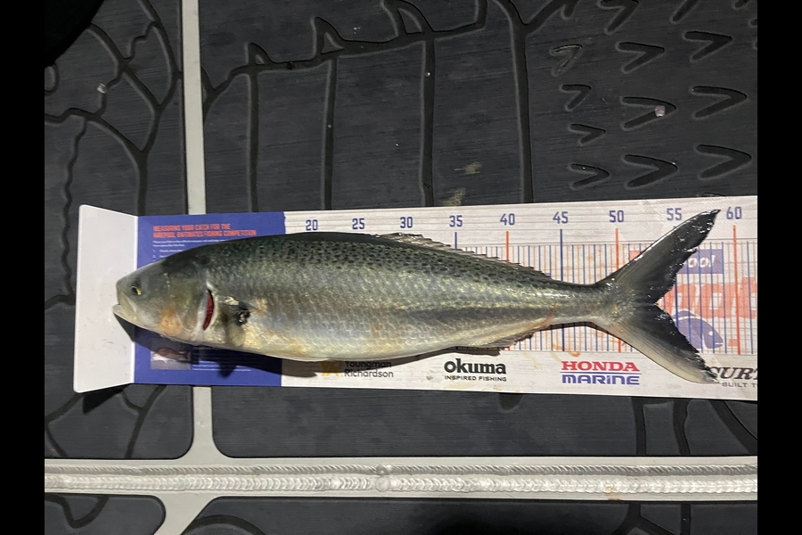 Carole Bettendroffer caught this 53.0cm Kahawai at Matakana Island during The Export NZ Fishing Competition