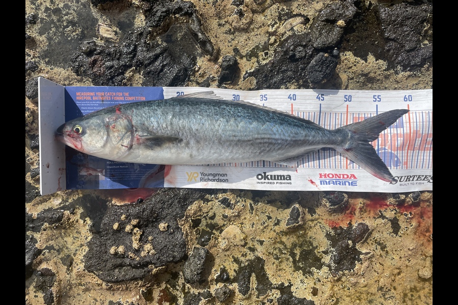 Trent Sutton caught this 53.5cm Kahawai at Coromandel  during The Export NZ Fishing Competition
