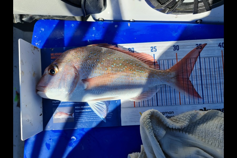 Robert Elcombe caught this 32.0cm Snapper at Flat Rock during The Export NZ Fishing Competition