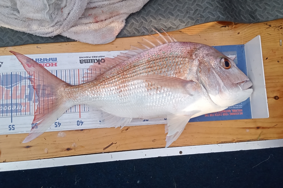 Kim Riri caught this 49.0cm Snapper at Waihi beach during The Export NZ Fishing Competition
