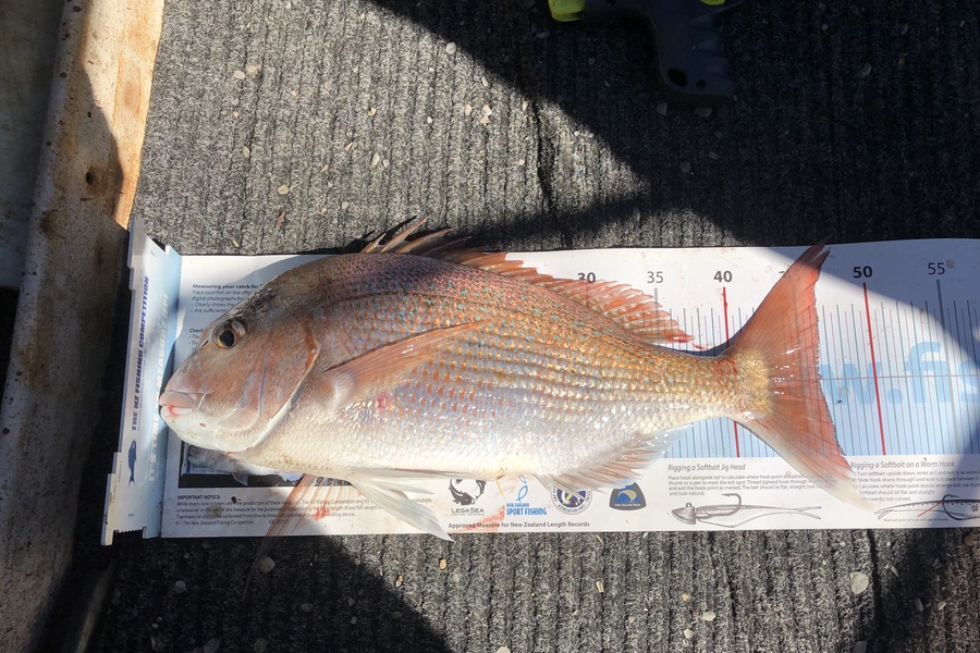 Kim Southerden caught this 46.5cm Snapper at Hawke Bay during The Export NZ Fishing Competition