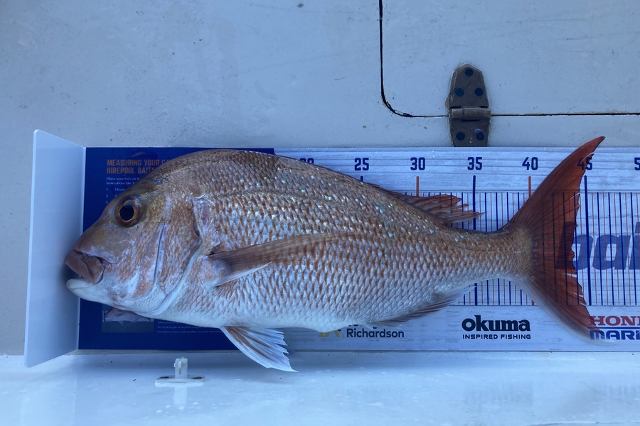 Christopher Smit caught this 43.5cm Snapper at Hauraki Gulf during The Export NZ Fishing Competition