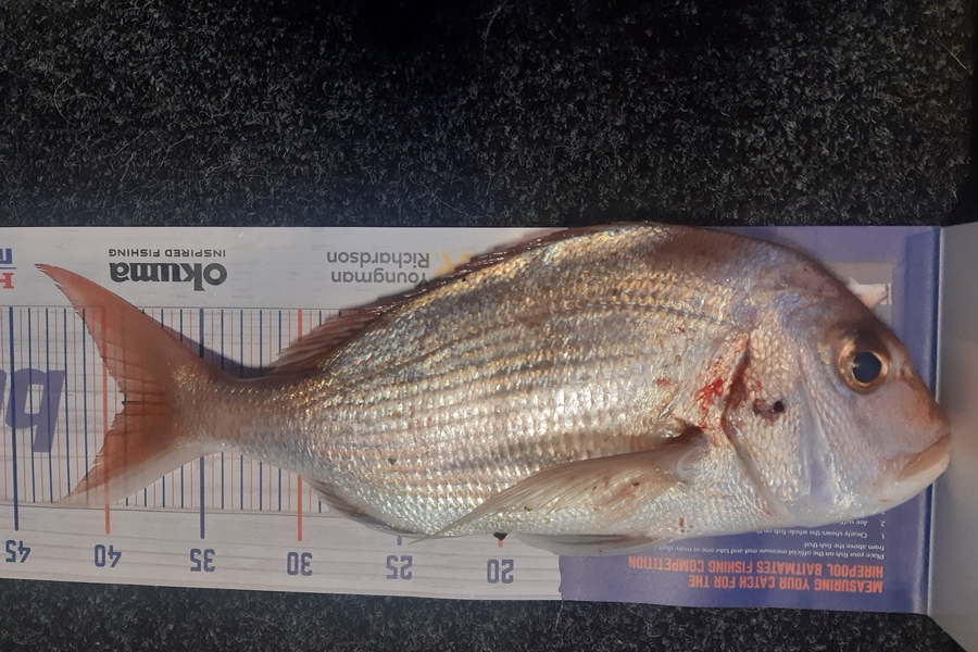 Karen Barnao caught this 39.0cm Snapper at Doves bay  during The Export NZ Fishing Competition